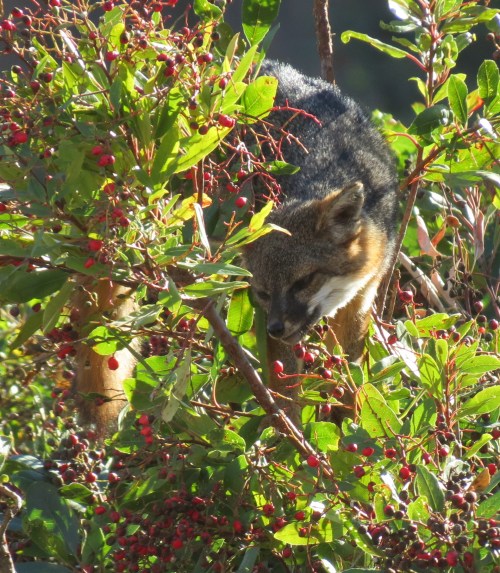 Santa Cruz Island fox climbing tree toyon Channel Islands National Park hike Scorpion Canyon