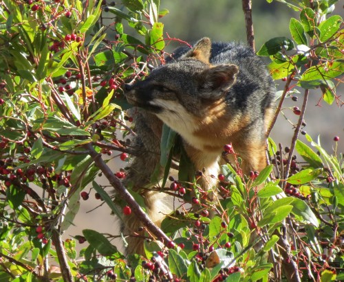 Santa Cruz Island fox climbing tree toyon Channel Islands National Park hike Scorpion Canyon