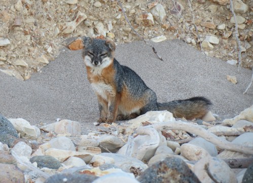 A Santa Cruz Island fox Yellow Banks Channel Islands National Park