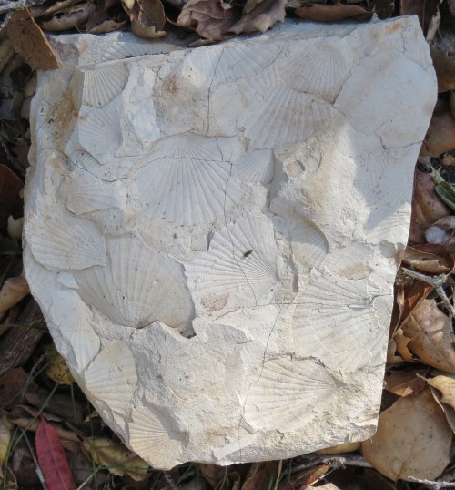 shell fossils Monterey shale Lake Lopez hike