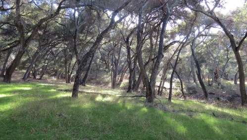 Encinal Camp Lake Lopez hike oaks