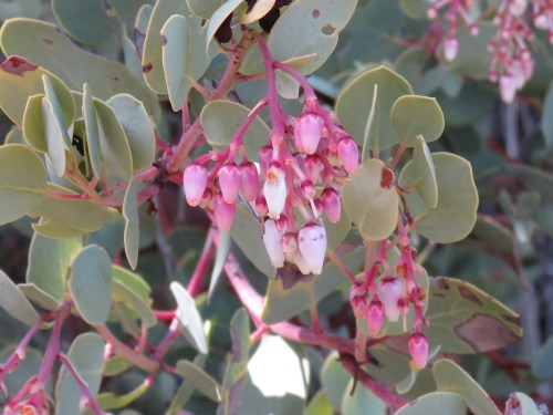 Manzanita blossoms flowers Fir Canyon Davy Brown Trail Figueroa Mountain Los Padres National Forest Santa Barbara County