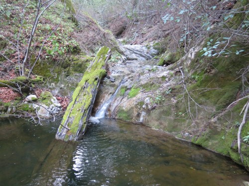 Davy Brown Creek Trail Fir Canyon Figueroa Mountain Los Padres National Forest