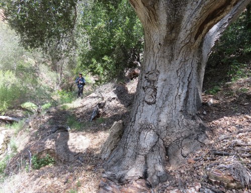 La Jolla Trail Birabent Canyon hike backpacking blaze mark Zaca Ridge Los Padres National Forest