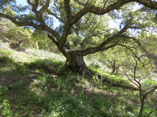 Coast Live Oak Little Falls Canyon Santa Lucia Wilderness Los Padres National Forest