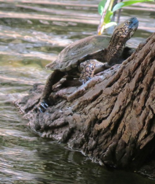 Western pond turtle Big Falls canyon Santa Lucia wilderness Los Padres National Forest