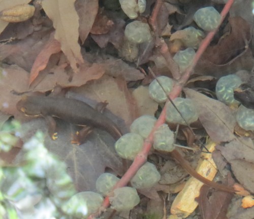 California newt eggs lopez canyon santa lucia wilderness los padres nation forest