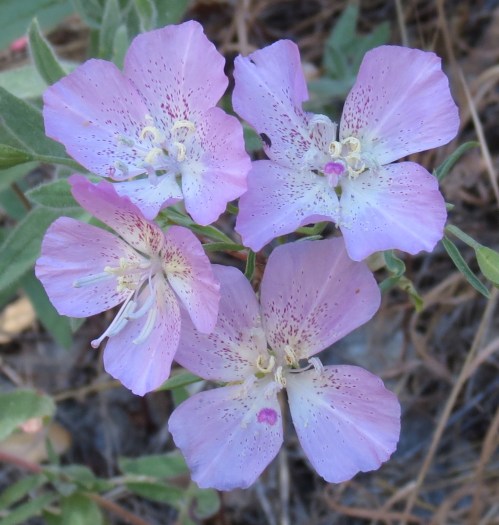 Farewell to Spring Lion Canyon Trail los padres national forest