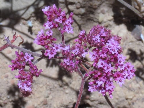 Turkish rug lion canyon trail los padres national forest