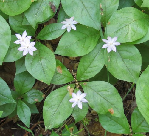 Pacific starflower Trientalis latifolia lopez canyon trail Santa Lucia Mountains wilderness Los Padres National Forest