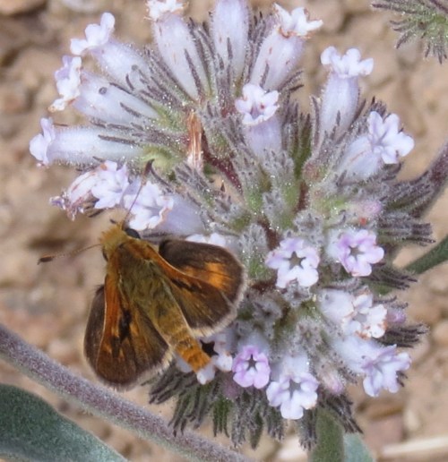Romero Trail canyon santa ynez mountains los padres national forest