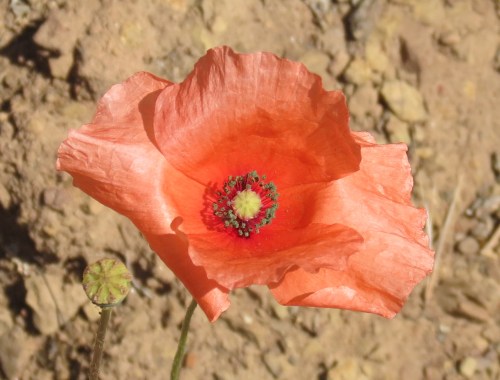 fire poppy Papaver californicum thomas fire burn area romero trail canyon santa ynez mountains los padres nation forest