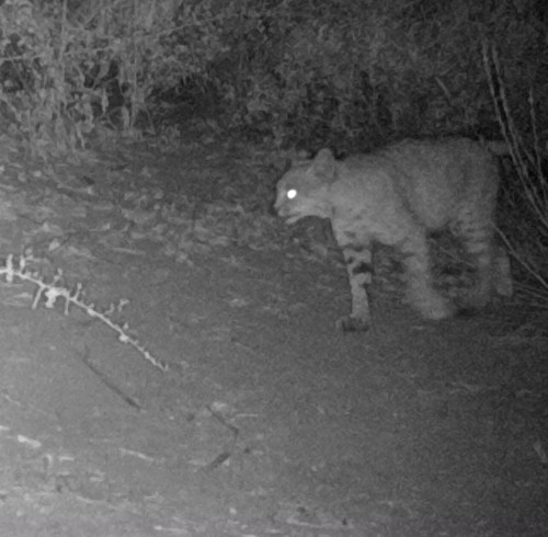bobcat Lynx rufus wildlife camera tracking parma park santa barbara