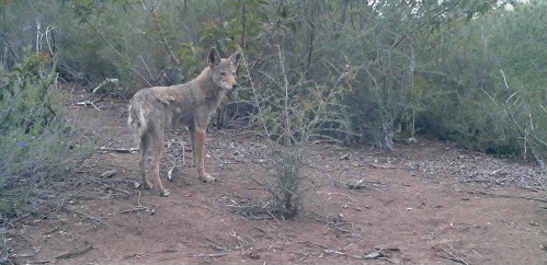 coyote Canis latrans wildlife camera tracking santa barbara