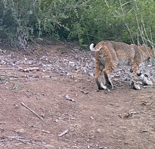 bobcat Lynx rufus wildlife camera tracking parma park santa barbara