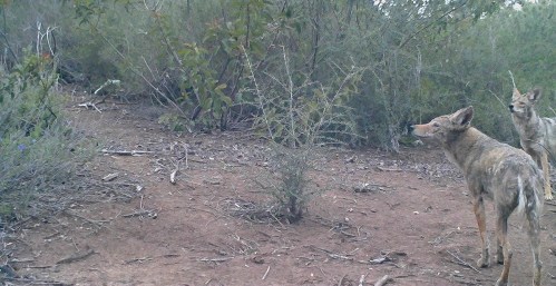 coyote Canis latrans wildlife camera tracking santa barbara