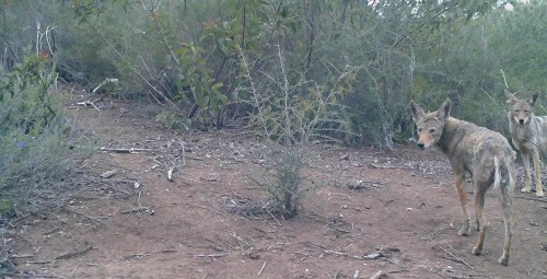 coyotes Canis latrans wildlife camera tracking parma park santa barbara