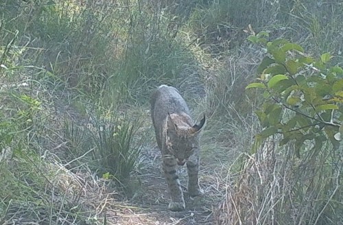 bobcat Lynx rufus wildlife camera tracking parma park santa barbara