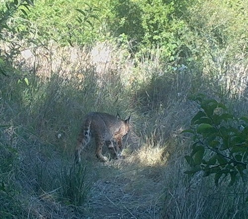 bobcat Lynx rufus wildlife camera tracking parma park santa barbara