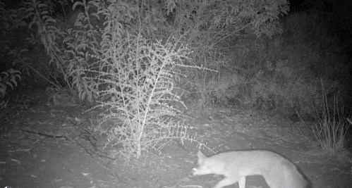 grey fox Urocyon cinereoargenteus wildlife camera tracking parma park santa barbara