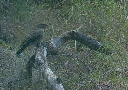 Flicker Colaptes auratus wildlife camera tracking santa barbara