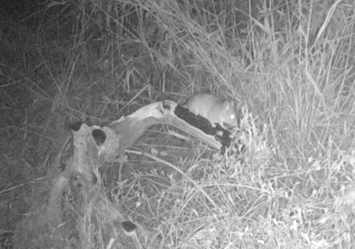 mouse wildlife camera tracking parma park santa barbara