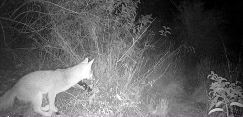 grey fox Urocyon cinereoargenteus wildlife camera tracking parma park santa barbara