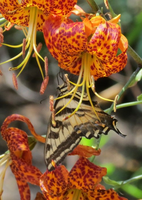 Papilio rutulus western tiger swallowtail on Humboldt lily Lilium humboldtii san ysidro canyon santa barbara montecito los padres national forest