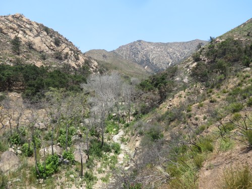 Buena Vista Canyon Trail Thomas Fire Santa Barbara Montecito hike Los Padres National Forest