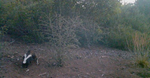 skunk wildlife camera tracking santa barbara