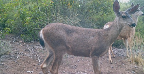 Odocoileus hemionus californicus California mule deer black-tailed mule deer wildlife camera tracking does
