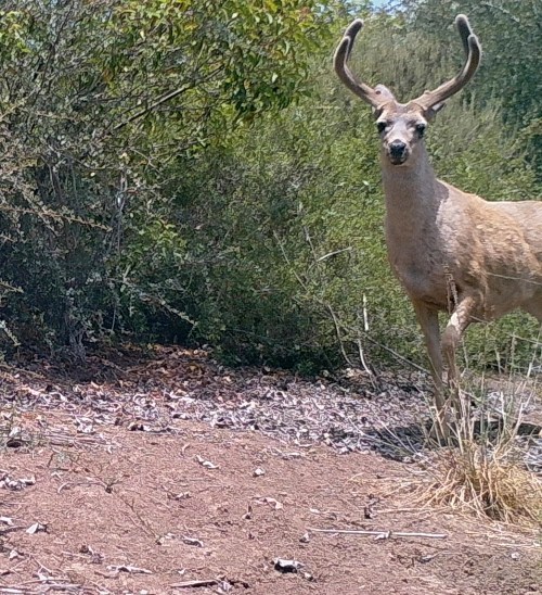 Odocoileus hemionus californicus California mule deer black-tailed mule deer wildlife camera tracking buck