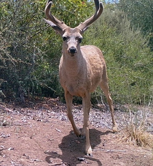 Odocoileus hemionus californicus California mule deer black-tailed mule deer wildlife camera tracking buck