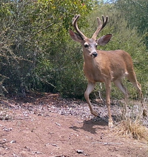 Odocoileus hemionus californicus California mule deer black-tailed mule deer wildlife camera tracking buck