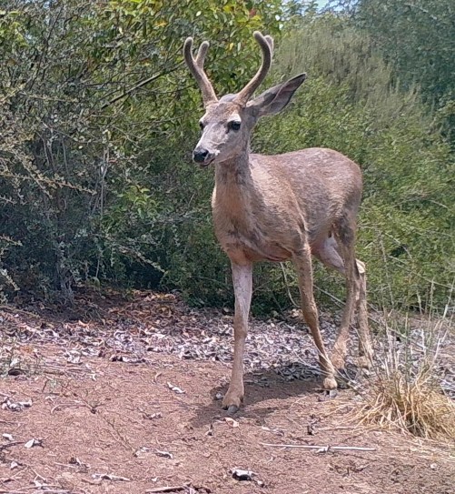 Odocoileus hemionus californicus California mule deer black-tailed mule deer wildlife camera tracking buck