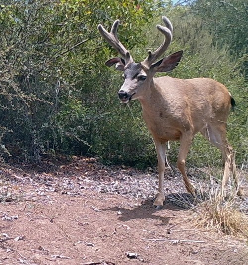 Odocoileus hemionus californicus California mule deer black-tailed mule deer wildlife camera tracking buck