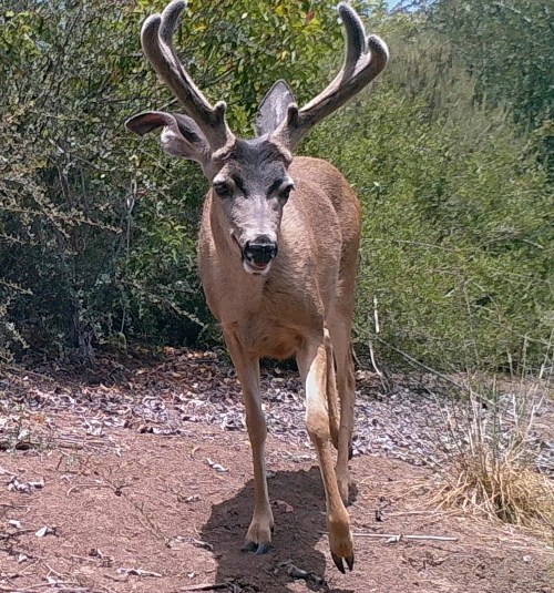 Odocoileus hemionus californicus California mule deer black-tailed mule deer wildlife camera tracking buck