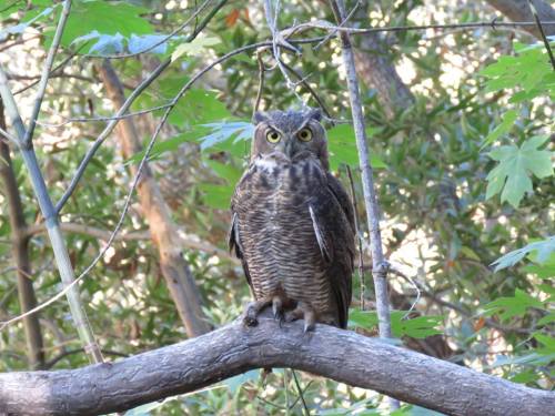 great horned owl fir canyon hike davy brown trail figueroa mountain los padres national forest