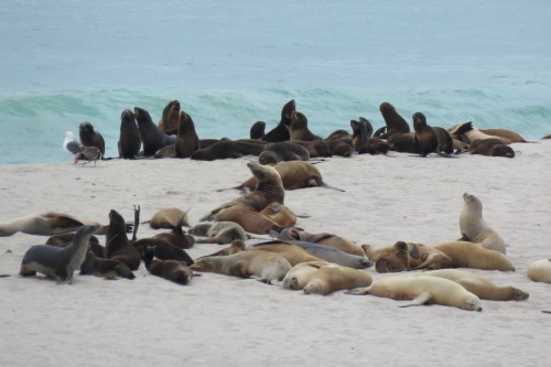 California Sea Lions Point Bennett hike San Miguel Island Channel Islands National Park