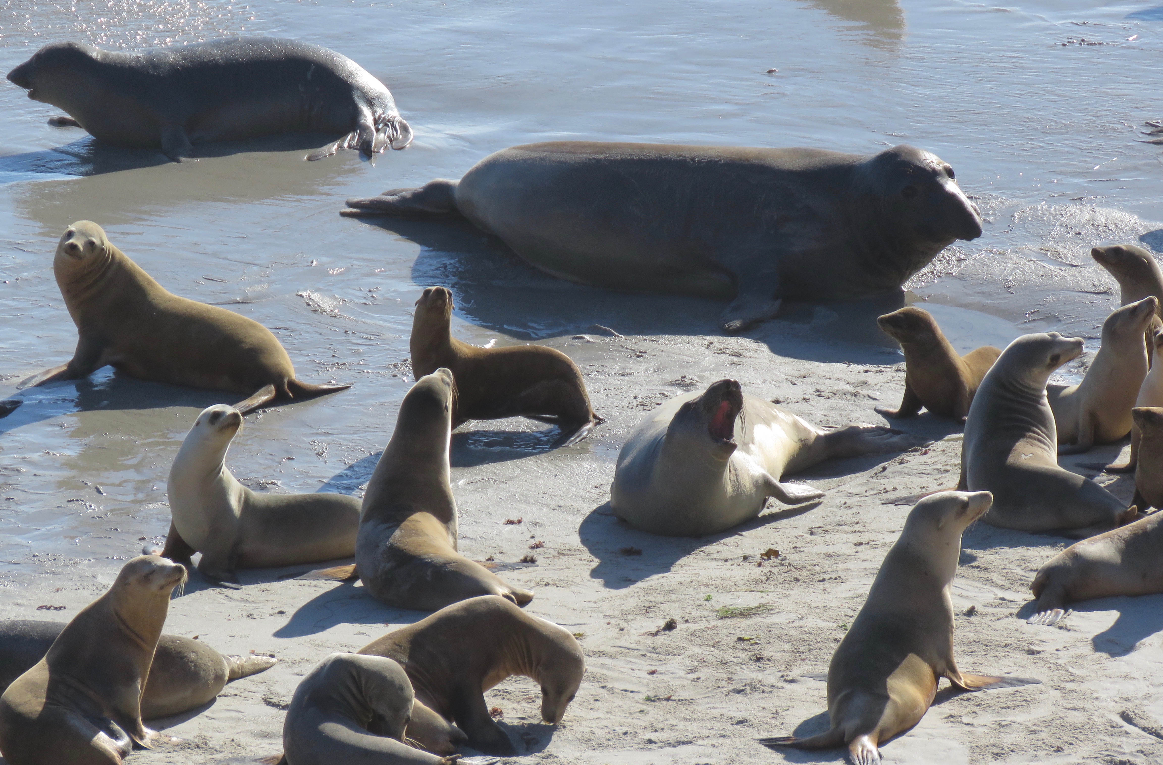 California Sea Lions Northern Elephant Seals Cardwell Point hike San Miguel Island Channel Islands National Park