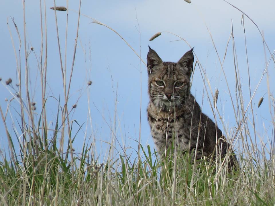 bobcat snyder trail knapp's castle hike santa ynez mountains los padres national forest