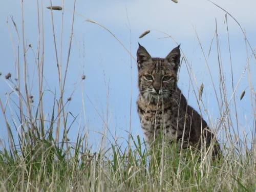 bobcat snyder trail knapp's castle hike santa ynez mountains los padres national forest
