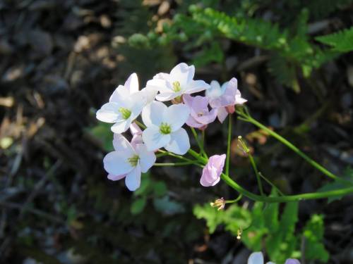 Mild Maids cold spring canyon hike montecito trail los padres national forest