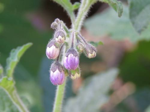 purple nightshade buds cold spring canyon thomas fire regrowth montecito los padres national forest