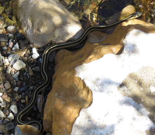 garter snake santa ynez river paradise road los padres national forest
