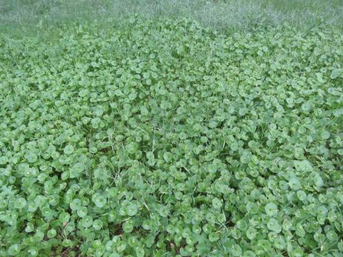 Miner's lettuce paradise road los padres national forest