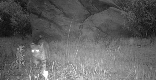 Bobcat deal junction rancho nuevo canyon dick smith wilderness los padres national forest