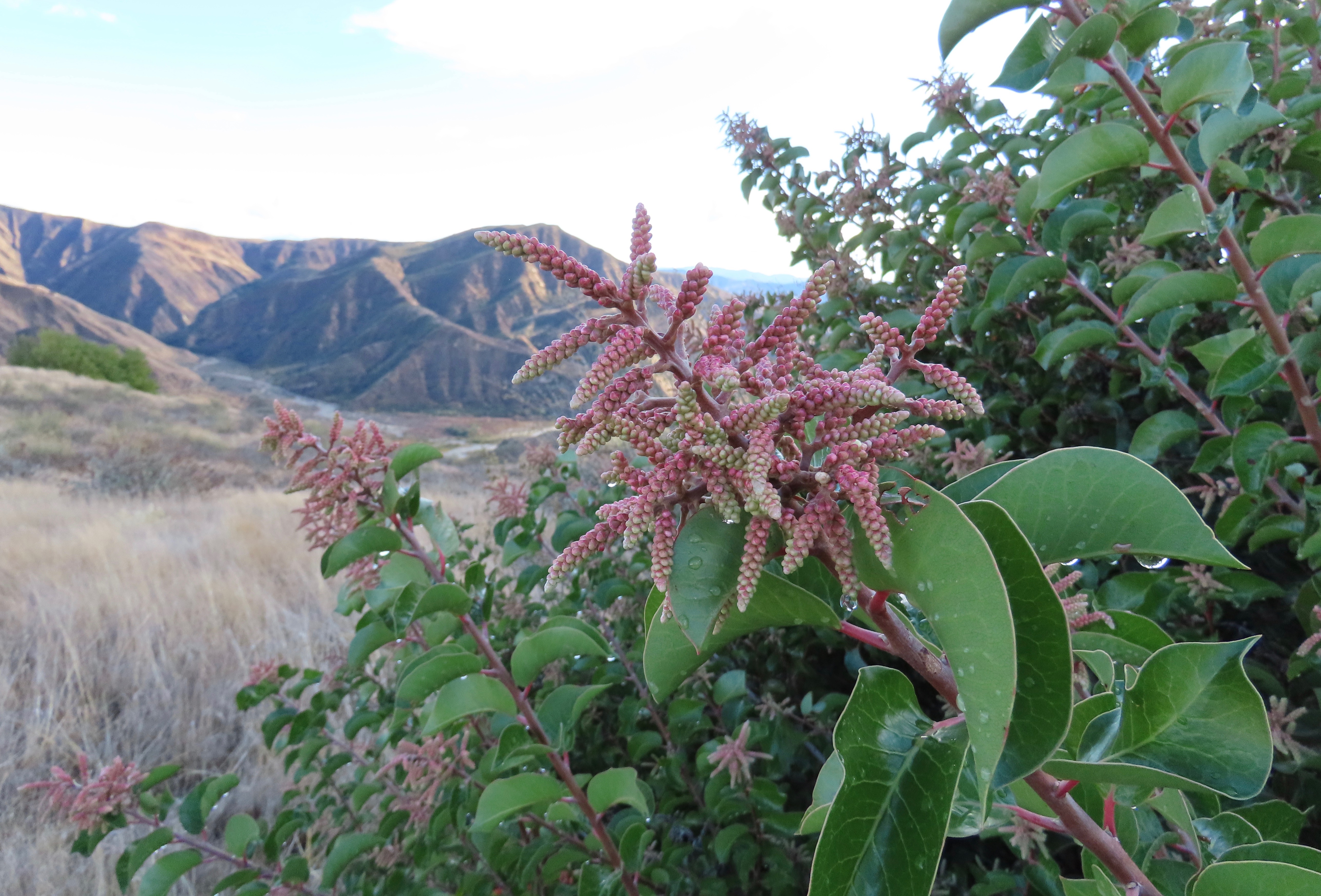 Sugarbush Rhus ovata Pothole Trail Piru Creek Los Padres National Forest