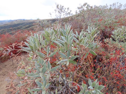 Yerba Santa Buckwheat Pothole Trail Los Padres National Forest