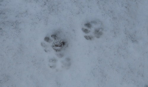 Bobcat tracks in snow Pothole Trail Sespe Wilderness Los Padres National Forest